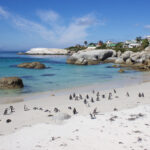 Famous Penguin Colony on Boulders Beach in South Africa