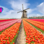 Landscape of Netherlands bouquet of tulips with hot air ballon. Colorful tulips. Tulips in spring and windmills in the Netherlands.